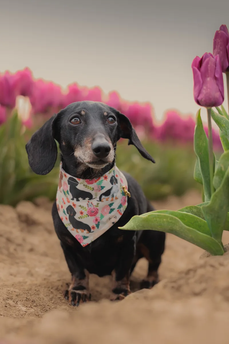 Floral Teckel Charm Bandana